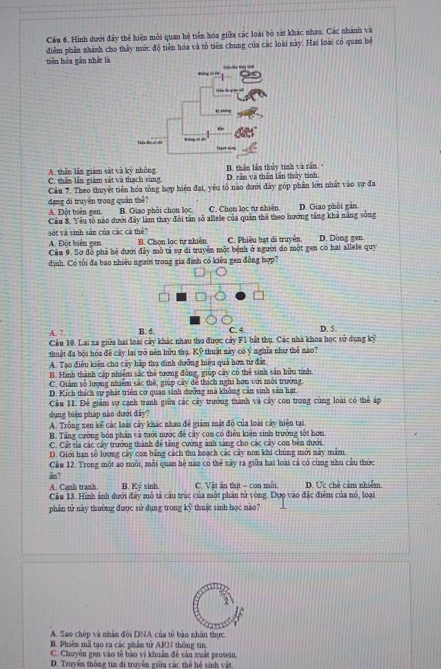 Cầu 6, Hình dưới đây thể hiện môi quan hệ tiên hóa giữa các loài bò sát khác nhau. Các nhánh và
điểm phần nhánh cho thấy nức độ tiên hóa và tổ tiên chung của các loài này. Hai loài có quan hệ
tiên hóa gần nhất là
A. thần lần giám sát và kỳ nhỏng B. thăn lần thủy tính và răn.
C. thần lần giám sát và thạch sung D. rắn và thần lần thủy tinh.
Cầu 7. Theo thuyết tiên hóa tổng hợp hiện đai, yêu tổ nào dưới đây góp phần lớn nhất vào sự đa
dạng di truyền trong quân thể?
A. Đột biển gen. B. Giao phối chọn lọc. C. Chọn lọc tự nhiên. D. Giao phối gần
Cầu 8. Yêu tổ nào dưới đây làm thay đôi tân số allele của quân thể theo hướng tăng khả năng sông
sốt và sinh sản của các cá thể? D. Dong gen.
A. Đột biển gen B. Chon loc tư nhiên C. Phiêu bạt di truyền
Câu 9. Sơ đỗ phả hệ dưới đảy mô tả sự di truyền một bệnh ở người do một gen có hai allele quy
định. Có tôi đa bao nhiều người trong gia đinh có kiểu gen đồng hợp?
□
A. 7. B. 6. C. 4. D. 5.
Câu 10. Lai xa giữa hai loài cây khác nhau thu được cây F1 bất thụ. Các nhà khoa học sử dụng 47°
thuật đa bội hóa để cây lai trở nên hữu thụ. Kỹ thuật này có ý nghĩa như thể nào?
A. Tạo điều kiện cho cây hập thu dinh dưỡng hiệu quả hơn từ đất.
B. Hình thành cặp nhiểm sắc thể tương đồng, giúp cây có thể sinh sản hữu tính.
C. Giám số lượng nhiễm sắc thể, giúp cây dể thích nghi hơn với môi trường
D. Kích thích sự phát triển cơ quan sinh dưỡng mà không cản sinh sản hạt.
Cầu 11. Đế giảm sự cạnh tranh giữa các cây trưởng thành và cây con trong cùng loài có thể áp
dụng biện pháp nào dưới đây?
A. Trồng xen kế các loài cây khác nhau đê giảm mật độ của loài cây hiện tại.
B. Tăng cường bón phân và tưới nước đề cây con có điều kiện sinh trưởng tốt hơn.
C. Cất tía các cây trưởng thành đề tăng cường ảnh sáng cho các cây con bên dưới.
D. Giới han số lượng cây con bảng cách thu hoạch các cây non khi chủng mới này mảm
Câu 12. Trong một ao nuôi, môi quan hệ nào có thể xảy ra giữa hai loài cá có cùng nhu cầu thức
ăn?
A. Canh tranh B. Ky sinh. C. Vật ăn thịt - con môi D. Ưc chê cảm nhiễm.
Câu 13. Hình ảnh dưới đây mô tả cầu trúc của một phân tử vòng. Dựo vào đặc điểm của nó, loại
phần tử này thường được sử dụng trong kỹ thuật sinh học nào?
A. Sao chép và nhân đôi DNA của tế bảo nhân thực.
B. Phiên mã tạo ra các phần tử ARN thông tin
C. Chuyên gen vào tế bào vi khuẩn đề sản xuất protein.
D. Truyền thông tin di truyễn giữa các thể hệ sinh vật.