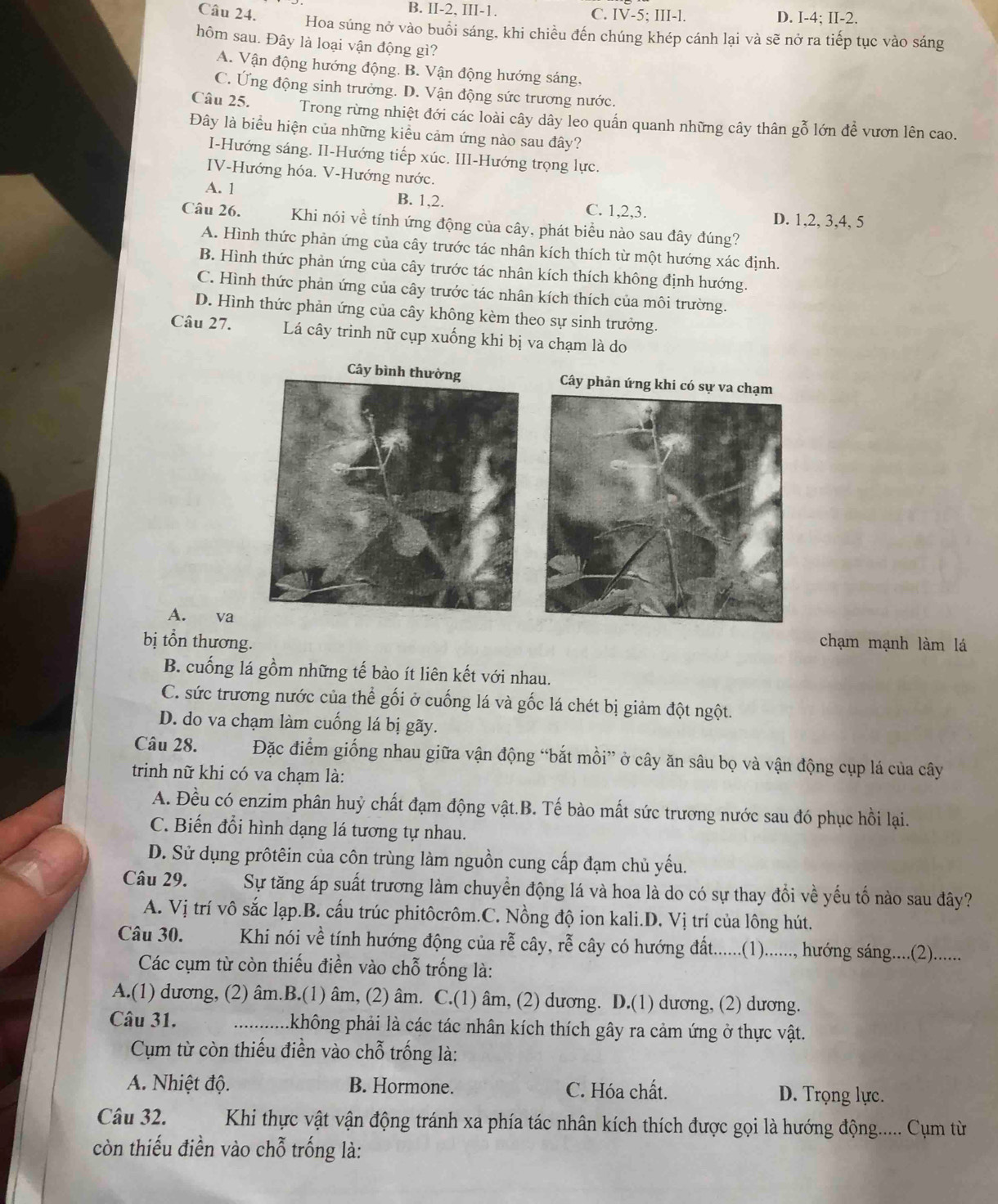 B. II-2, III-1.
Câu 24. C. IV-5; III-l. D. I-4; II-2.
Hoa súng nở vào buổi sáng, khi chiều đến chúng khép cánh lại và sẽ nở ra tiếp tục vào sáng
hôm sau. Đây là loại vận động gì?
A. Vận động hướng động. B. Vận động hướng sáng,
C. Ứng động sinh trưởng. D. Vận động sức trương nước.
Câu 25. Trong rừng nhiệt đới các loài cây dây leo quấn quanh những cây thân gỗ lớn đề vươn lên cao.
Đây là biểu hiện của những kiểu cảm ứng nào sau đây?
I-Hướng sáng. II-Hướng tiếp xúc. III-Hướng trọng lực.
IV-Hướng hóa. V-Hướng nước.
A. 1 B. 1,2. C. 1,2,3. D. 1,2, 3,4, 5
Câu 26. Khi nói về tính ứng động của cây, phát biểu nào sau đây đúng?
A. Hình thức phản ứng của cây trước tác nhân kích thích từ một hướng xác định.
B. Hình thức phản ứng của cây trước tác nhân kích thích không định hướng.
C. Hình thức phản ứng của cây trước tác nhân kích thích của môi trường.
D. Hình thức phản ứng của cây không kèm theo sự sinh trưởng.
Câu 27. Lá cây trinh nữ cụp xuống khi bị va chạm là do
Cây bình thường Cây phản ứng khi có sự va chạm
A. va
bị tổn thương. chạm mạnh làm lá
B. cuống lá gồm những tế bào ít liên kết với nhau.
C. sức trương nước của thể gối ở cuống lá và gốc lá chét bị giảm đột ngột.
D. do va chạm làm cuống lá bị gãy.
Câu 28. Đặc điểm giống nhau giữa vận động “bắt mồi” ở cây ăn sâu bọ và vận động cụp lá của cây
trinh nữ khi có va chạm là:
A. Đều có enzim phân huỷ chất đạm động vật.B. Tế bào mất sức trương nước sau đó phục hồi lại.
C. Biến đổi hình dạng lá tương tự nhau.
D. Sử dụng prôtêin của côn trùng làm nguồn cung cấp đạm chủ yếu.
Câu 29. Sự tăng áp suất trương làm chuyển động lá và hoa là do có sự thay đồi về yếu tố nào sau đây?
A. Vị trí vô sắc lạp.B. cấu trúc phitôcrôm.C. Nồng độ ion kali.D. Vị trí của lông hút.
Câu 30. Khi nói về tính hướng động của rễ cây, rhat e * cy c hướng đất.......(1)......, hướng sáng.....(2).......
Các cụm từ còn thiếu điền vào chỗ trống là:
A.(1) dương, (2) âm.B.(1) âm, (2) âm. C.(1) âm, (2) dương. D.(1) dương, (2) dương.
Câu 31. ... .không phải là các tác nhân kích thích gây ra cảm ứng ở thực vật.
Cụm từ còn thiếu điễn vào chỗ trống là:
A. Nhiệt độ. B. Hormone. C. Hóa chất. D. Trọng lực.
Câu 32.  Khi thực vật vận động tránh xa phía tác nhân kích thích được gọi là hướng động..... Cụm từ
còn thiếu điền vào chỗ trống là: