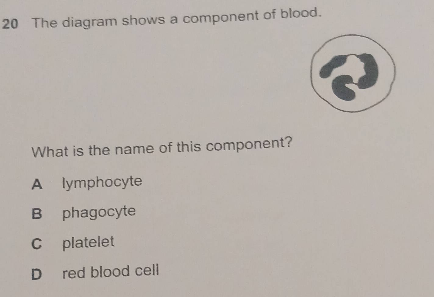 The diagram shows a component of blood.
What is the name of this component?
A lymphocyte
B phagocyte
C platelet
D red blood cell