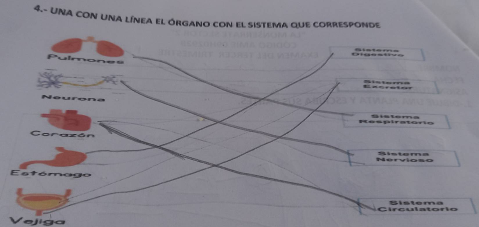 4.- UNA CON UNA línea el Órgano con el sisteMa que cORrESPOnde
Sisteme
Digestive
Sistema
xeretor
Neurona
Sistema
Respiratorío
Corazón
Sistema
Nervioso
Estómago
Sistema
Circulatorio
ejiga