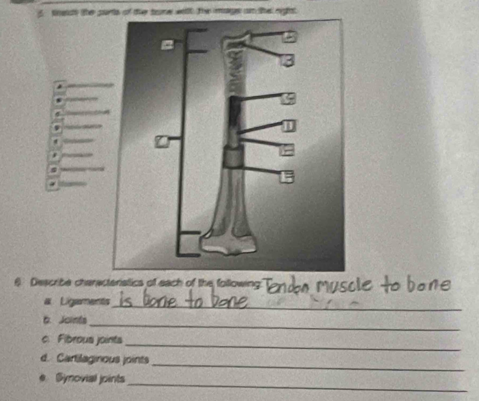 tedh the parts of the tone wil te mage on the righht 
r 
a 
6 Describe characteristics of each of the following" 
a Ligements_ 
6. Joinés 
_ 
_ 
c. Fibrous joints 
_ 
d. Cantilaginous joints 
_ 
. Synovial joints