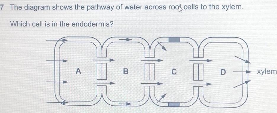تم الحل:The diagram shows the pathway of water across roo cells to the ...