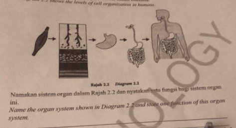 hows the levels of cell organization in humans . 
Namakan sistem organ dalam Rajah 2.2 dan nyatakan satu fungsi bagi sistem organ 
ini. 
Name the organ system shown in Diagram 2.2 and state one function of this organ 
system.