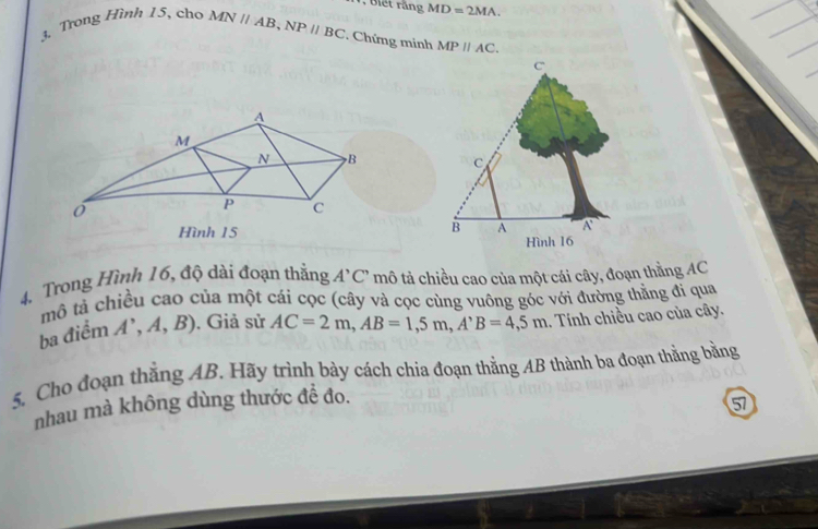 Biet rằng MD=2MA. 
3. Trong Hình 15, cho MNparallel AB, NPparallel BC. Chứng minh MPparallel AC.
A
M
N B
o
P C
Hình 15
4. Trong Hình 16, độ dài đoạn thẳng A'C' mô tả chiều cao của một cái cây, đoạn thằng AC
mô tả chiều cao của một cái cọc (cây và cọc cùng vuông góc với đường thẳng đi qua 
ba điểm A^,,A,B). Giả sử AC=2m, AB=1,5m, A'B=4,5m.. Tính chiều cao của cây. 
5. Cho đoạn thắng AB. Hãy trinh bày cách chia đoạn thằng AB thành ba đoạn thằng bằng 
nhau mà không dùng thước đề đo. 
5