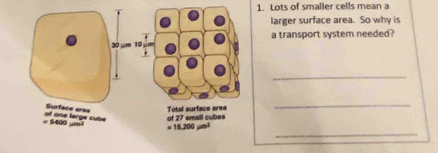 Lots of smaller cells mean a
larger surface area. So why is
a transport system needed?
_
_
_