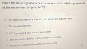 When the nerve signal reaches the axon terminal, what happens next
at the neuromuscular junction???
An electrical signal is formed that jumps the synaptic cleft.
The muscle relaxes.
H° is pumped into the synaptic cleft.
The synaptic vesicles release neurotransmitter.
Myosin is released from the axon terminal.