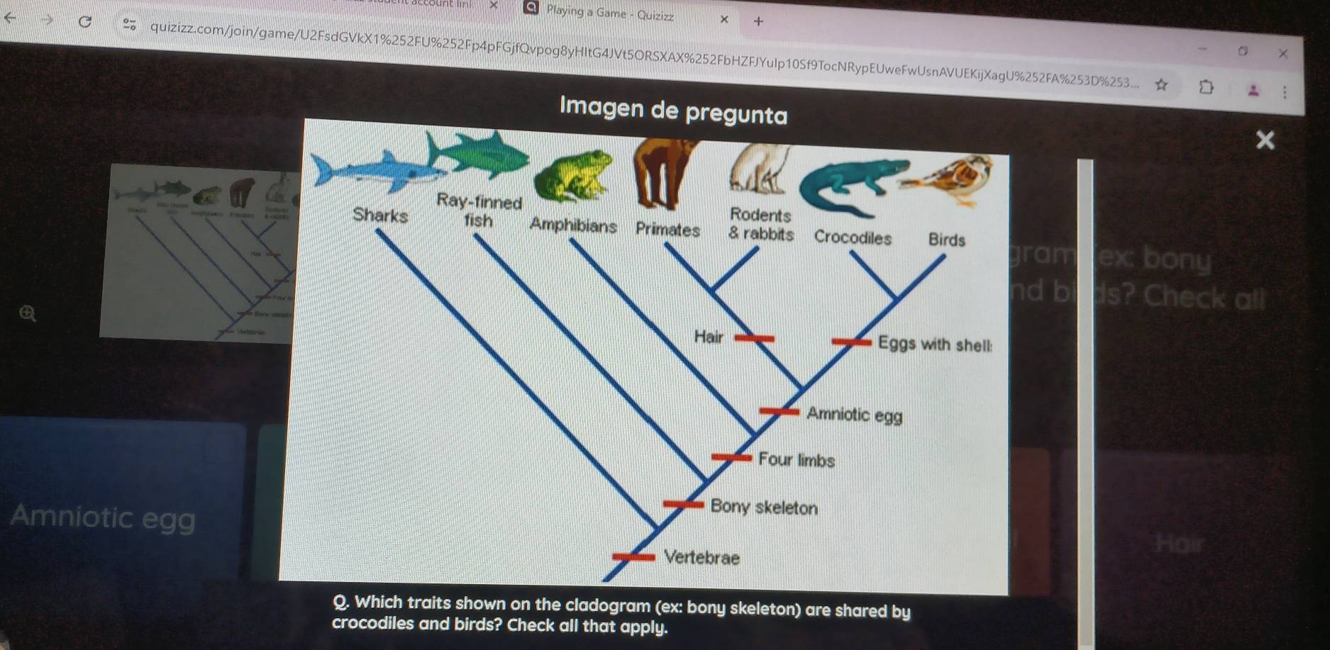 Playing a Game - Quizizz 4 
quizizz.com/join/game/U2FsdGVkX1%252FU%252Fp4pFGjfQvpog8yHItG4JVt5ORSXAX%252FbHZFJYuIp10Sf9TocNRypEUweFwUsnAVUEKijXagU%252FA%253D%253... 
Imagen de pregunta 
gram ex: bony 
nd b Is? Check all 
Amniotic egg 
Hair 
Q. Which traits shown on the cladogram (ex: bony skeleton) are shared by 
crocodiles and birds? Check all that apply.