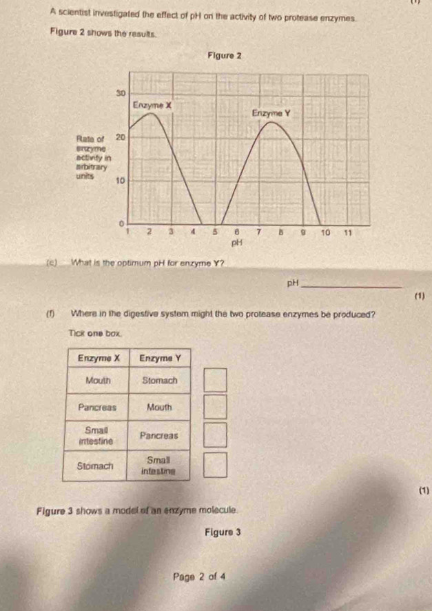 A scientist investigated the effect of pH on the activity of two protease enzymes. 
Figure 2 shows the results. 
(c) What is the optimum pH for enzyme Y? 
pH_ 
(1) 
(f) Where in the digestive system might the two protease enzymes be produced? 
Tick one box. 
(1) 
Figure 3 shows a model of an enzyme molecule. 
Figure 3 
Page 2 of 4