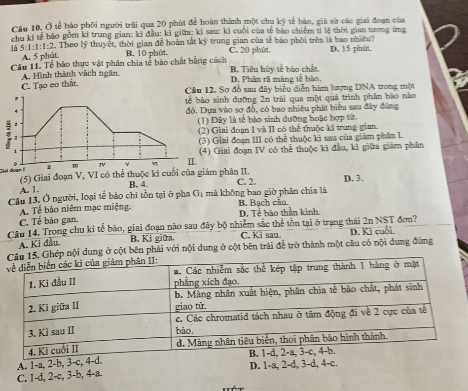 Ở tế bào phối người trãi qua 20 phút để hoàn thành một chu kỳ tế bào, giả sử các giai đoạn của
chu kỉ tế bảo gồm kì trung gian: kì đầu: kỉ giữa: kì sau: kì cuối của tế bảo chiếm tỉ lệ thời gian tương ứng
là 5:1:1:1:2. Theo lý thuyết, thời gian để hoàn tất kỳ trung gian của tế bào phối trên là bao nhiêu?
A. 5 phút. B. 10 phút. C. 20 phút. D. 15 phút.
Câu 11. Tế bào thực vật phân chia tế bào chất bằng cách
A. Hình thành vách ngăn. B. Tiêu hủy tế bào chất.
C. Tạo eo thắt. D. Phân rã màng tế bào.
Câu 12. Sơ đồ sau đây biểu diễn hàm lượng DNA trong một
sinh dưỡng 2n trải qua một quá trình phân bào nào
ựa vào sơ đồ, có bao nhiêu phát biểu sau đây đúng
Đây là tế bào sinh dưỡng hoặc hợp tử.
) Giai đoạn I và II có thể thuộc kì trung gian.
) Giai đoạn III có thể thuộc kì sau của giảm phân I.
) Giai đoạn IV có thể thuộc kì đầu, kì giữa giảm phân
Giai đoạn I
(5) Giai đoạn V, VI có thể thuộc kì cuối của giảm phân II.
A. 1. C. 2. D. 3.
B. 4.
Câu 13. Ở người, loại tế bào chi tồn tại ở pha G_1 mà không bao giờ phân chia là
A. Tế bào niêm mạc miệng. B. Bạch cầu.
C. Tế bào gan. D. Tế bào thần kinh.
Câu 14. Trong chu kì tế bào, giai đoạn nào sau đây bộ nhiễm sắc thể tồn tại ở trạng thái 2n NST đơn?
A. Kì đầu. B. Kì giữa. C. Kì sau.
D. Kì cuối.
hép nội dung ở cột bên phải với nội dung ở cột bên trái đề trở thành một câu có nội dung đủng
A. 1-a, 2-b, 3-c, 4-d.
C. 1-d, 2-c, 3-b, 4-a. D. 1-a, 2-d, 3-d, 4-c.