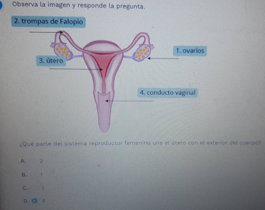 Observa la imagen y responde la pregunta.
2. trompas de Falopio
¿Qué parte del sistema reproductor femenino une el útero con el exterior del cuerpo?
A. 2
B. 1
c. 3
D. 4