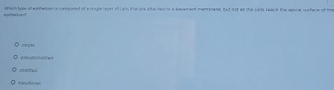 epithe lium? Which type of epithelum is composed of a single lsyer of cells that are attached to a basement membrane, but not all the colls reach the apical surface of the
simple
pseud ostrantied
stratifed
tiansitiong l