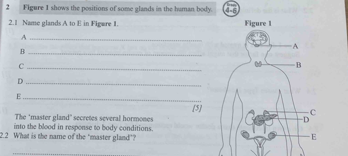 Figure 1 shows the positions of some glands in the human body. 4- 6 Grade 
2.1 Name glands A to E in Figure 1. 
_A 
_B 
_C 
_D 
_E 
[5] 
The ‘master gland’ secretes several hormones 
into the blood in response to body conditions. 
2.2 What is the name of the ‘master gland’? 
_