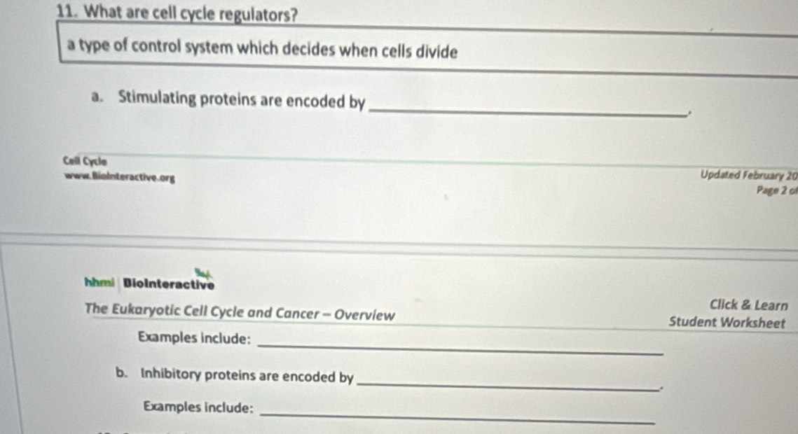 What are cell cycle regulators? 
a type of control system which decides when cells divide 
_ 
a. Stimulating proteins are encoded by 
Cell Cyclo 
www.BioInteractive.org 
Updated February 20 
Page 2 of 
hm BioInteractive 
Click & Learn 
The Eukaryotic Cell Cycle and Cancer - Overview Student Worksheet 
Examples include:_ 
_ 
b. Inhibitory proteins are encoded by 
_ 
Examples include: