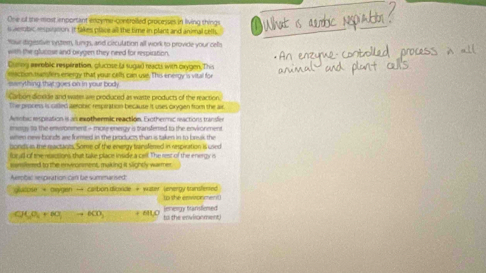 One of the most important enzyme-controiled processes in living things 
is aemobic respiration. It takes place all the time in plant and animal cells. 
Your digestive syster, lungs, and cerculation all work to provide your cells 
with the glucose and oxygen they need for respiration. 
Eimng aerobic respiration, glucose (a sugar) reacts with oxygen, This 
maction transfer energy that your cells can use. This energy is vital for 
evrything that goes on in your body 
Carbon dioxide and water are produced as waste products of the reaction. 
The priocess is called aerobic respiration because it uses oxygen from the air. 
Aembic respiration is an exothermic reaction, Exothermic reactions transfer 
mergy to the envronment - more energy is transferred to the environment 
when new bords are formed in the products than is taken in to break the 
pons in the reactants. Some of the energy transferred in respiration is used 
for all of the reactions that take place inside a cell. The rest of the energy o 
sinsferred to the envronment, making it slightly warmer. 
Aerobic respiration can be summarised: 
glucose + oxygen → carbon dicxide + water (energy transferred 
to the enwonment 
jenergy transferred
CH_3O_4+6O 6005 + 6H,O to the envilonment)