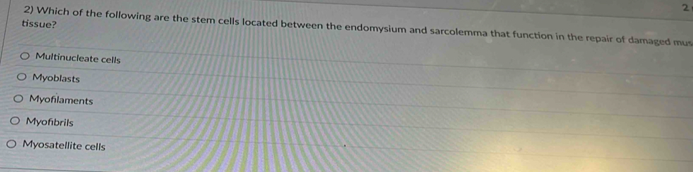 tissue?
2) Which of the following are the stem cells located between the endomysium and sarcolemma that function in the repair of damaged mus
Multinucleate cells
Myoblasts
Myoflaments
Myofbrils
Myosatellite cells
