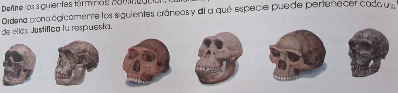 Define los siguientes términos: hominizución 
Ordena cronológicamente los siguientes cráneos y di a qué especie puede pertenecer cada uno 
de ellos. Justifica tu respuesta.