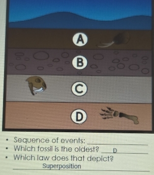 Sequence of events: 
_ 
_ 
Which fossil is the oldest? D 
Which law does that depict? 
Superposition