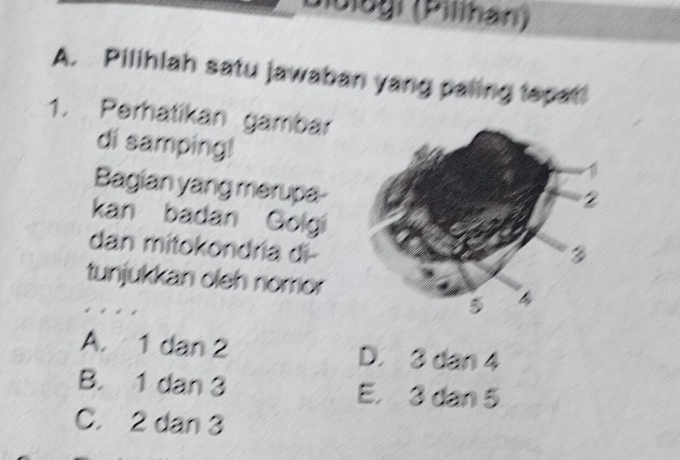 Jiolegi (Pillhán)
A. Pilihlah satu jawaban yang paling tapat!
1. Perhatikan gambar
di samping!
Bagian yang merupa-
kan badan Golgi
dan mitokondría di-
tunjukkan oleh nomor
A. 1 dan 2 D. 3 dan 4
B. 1 dan 3 E. 3 dan 5
C. 2 dan 3