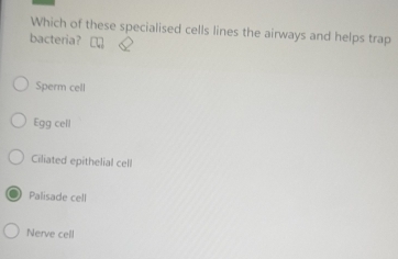 Which of these specialised cells lines the airways and helps trap
bacteria?
Sperm cell
Egg cell
Ciliated epithelial cell
Palisade cell
Nerve cell