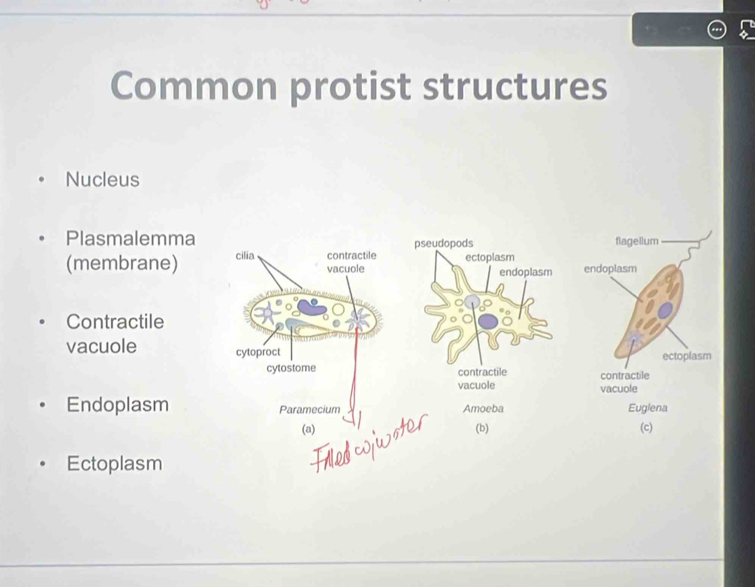 Common protist structures 
Nucleus 
Plasmalemma 
pseudopods 
(membrane) cilia contractile ectoplasm 
vacuole endoplasm 
Contractile 
vacuole 
cytoproct 
cytostome 
contractile 
vacuole 
Endoplasm Paramecium Amoeba 
(a) (b) 
Ectoplasm