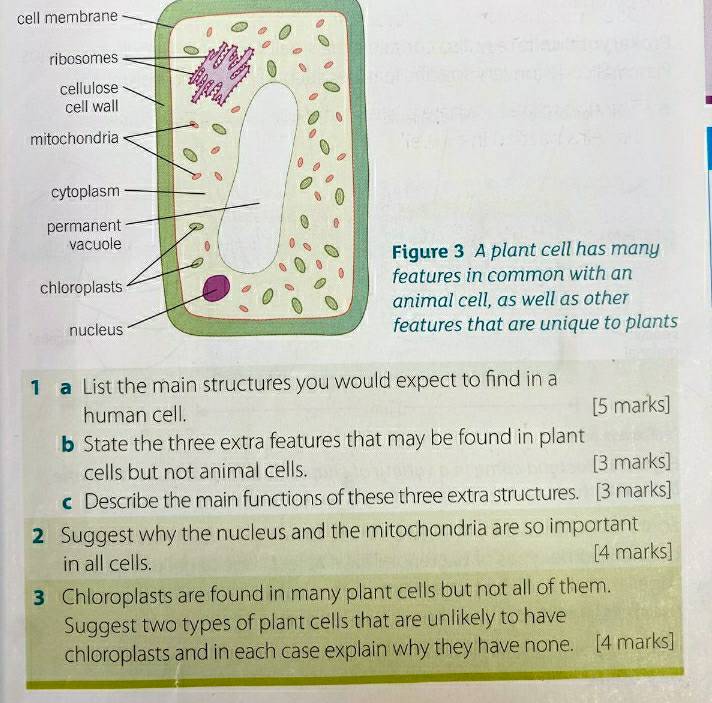 cell membrane 
Figure 3 A plant cell has many 
features in common with an 
animal cell, as well as other 
features that are unique to plants 
1 List the main structures you would expect to find in a 
human cell. [5 marks] 
b State the three extra features that may be found in plant 
cells but not animal cells. [3 marks] 
Describe the main functions of these three extra structures. [3 marks] 
2 Suggest why the nucleus and the mitochondria are so important 
in all cells. [4 marks] 
3 Chloroplasts are found in many plant cells but not all of them. 
Suggest two types of plant cells that are unlikely to have 
chloroplasts and in each case explain why they have none. [4 marks]