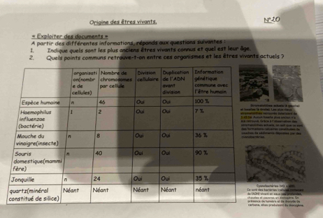 Origine des êtres vivants,
N°10
« Exploiter des documents » 
A partir des différentes informations, réponds aux questions suivantes : 
1. Indique queis sont les plus anciens êtres vivants connus et quel est leur âge. 
2. Quels points communs retrouve-t-on entre ces organismes et les êtres vivants actuels ? 
cies actnta tn cci 
nala plue maciço n a trnts cra nl d ta's. Lie glure vians 
ce à l disernatsee des á ta re c at ti d e d cturis, on ssit que Le sen 
menes déoustes car de 
d e m m actérien lcaCunes cormanent lectériea (MD. × 4o6. 
s preduisent du Omrygäns