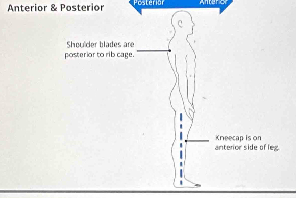 Anterior & Posterior Posterior Anterior