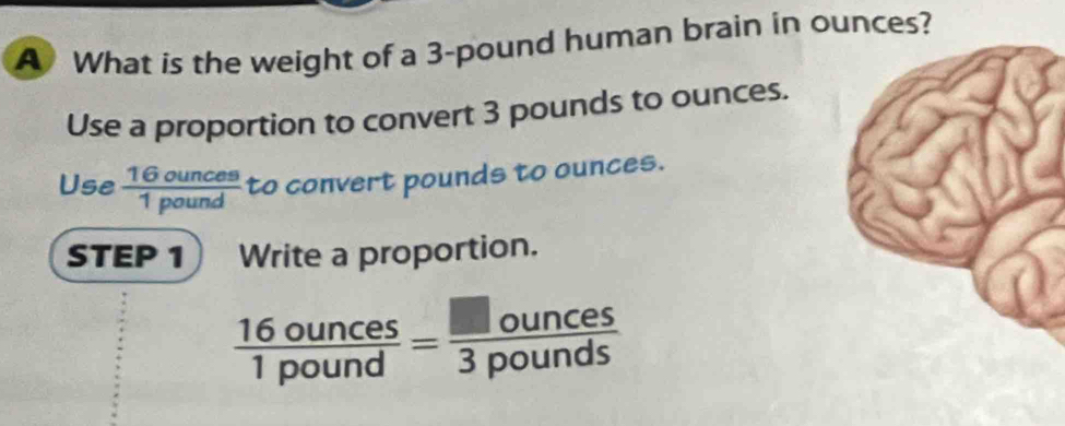 A What is the weight of a 3-pound human brain in ounces? 
Use a proportion to convert 3 pounds to ounces. 
Use  16ounces/1pound  to convert pounds to ounces. 
STEP 1 Write a proportion.
 16ounces/1pound = □ ounces/3pounds 