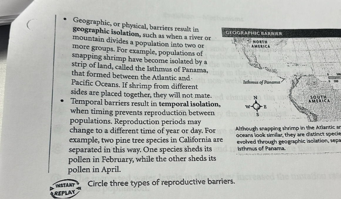 ( 
Geographic, or physical, barriers result in 
GEOGRAPHIC BARRIER 
geographic isolation, such as when a river or 
mountain divides a population into two or 
NORTH 
AMERICA 
more groups. For example, populations of 
snapping shrimp have become isolated by a 
strip of land, called the Isthmus of Panama, 
that formed between the Atlantic and 
0 so 
Isthmus of Panama 500
Pacific Oceans. If shrimp from different 
sides are placed together, they will not mate. south 
AMERICA 
Temporal barriers result in temporal isolation, 
when timing prevents reproduction between 
populations. Reproduction periods may 
change to a different time of year or day. For Although snapping shrimp in the Atlantic an 
example, two pine tree species in California are oceans look similar, they are distinct specie 
evolved through geographic isolation, sepa 
separated in this way. One species sheds its Isthmus of Panama. 
pollen in February, while the other sheds its 
pollen in April. 
INSTANT Circle three types of reproductive barriers. 
REPLAY