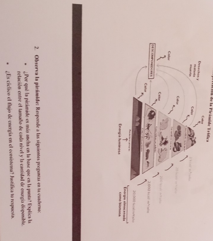 Teiación de la Pirámide Trófica 
2. Observa la pirámide: Responde a las siguientes preguntas en tu cuaderno: 
¿Por qué la pirámide es más ancha en la base que en la punta? Explica la 
relación entre el tamaño de cada nivel y la cantidad de energía disponible. 
¿Es cielico el flujo de energía en el ecosistema? Justifica tu respuesta.