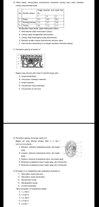 Tabel berikut menunjukkan perumbühan kecambah kacang hijau pada intensisas
cahaya jang berbeda-beda.
A. Pertumbuhan sidak memerlukan cahaya
B. Cahaya dapat menghambat perumbuhan
C. Cahaya ldak berpengaruh pada pertumbuhan
D. Semakin rendah cahaya, pertumbuhan semakin cepat
E. Phertumbuhan berbanding lurus dengan karaikan intensitaa cahaya
17. Parstikan gambar di bawah ini!
Biagian yang ditunjuk oeh nomor 5 memiliki fungsi yaitu ...
A. tempat foliosi nte sis.
B.manyimpan cadangan makanan
C.tempat res pinas i.
D) , ms mydu riuen ha soll fot ussin teue .
F  m mlu rianai r dad ake
18. Perharikan gambar sel hewan berik ut in
Bagian sel yang dirunjuk dengan label c, c, dan f
beriurat-tu rut ada lah. . .. .
A. Ribosom, retikulum endopilasma kasar, dan badan
gol gi
B. Lisosom, retikulum endoplasma kasar, dan badan
gol pi
C. Nukleus, retikulum endoplasma haïus, dan badan golgi
D. Retikulum endoplosma hałvs, badan gołai, dan mitokondria
E. Retikulum endoplasma kasar, bedan golgi, dan mitokondria.
19. Di bowah ini ciri katabolisme das an abolisme di bawah ini
) Merupakan reaksi penyusun
2) Merupakan reaksi pemecahan
3) Momefukan energi
51 Cantoh fotosintesi 4) Menghasil kan ene rgi
''ang merupakan ciri anabolisme adalah ... A. 1 ,3 dan 5
8 1,4 dan 5
C. 1.2 dàn 5
0、 2,4 dan 5
E. 2,4 dan 1