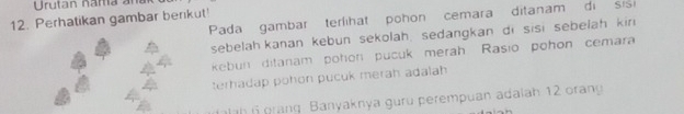 Urutan nama aña 
Pada gambar terlihat pohon cemara ditanam di sis
12. Perhatikan gambar benkut! 
sebelah kanan kebun sekolah, sedangkan di sisi sebelah kir 
kebun ditanam pohon pucuk merah Rasio pohon cemara 
terhadap pohon pucuk merah adalah 
rang Banyaknya guru perempuan adaiah 12 orang