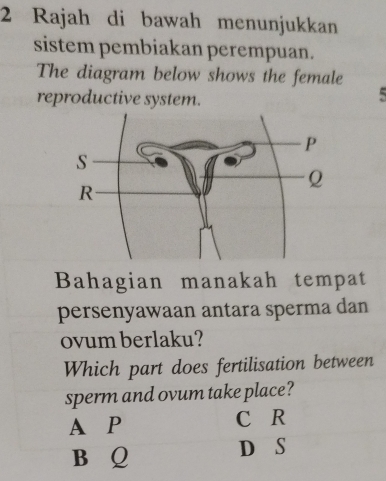 Rajah di bawah menunjukkan
sistem pembiakan perempuan.
The diagram below shows the female
reproductive system.
Bahagian manakah tempat
persenyawaan antara sperma dan
ovum berlaku?
Which part does fertilisation between
sperm and ovum take place?
A P C R
B Q D S