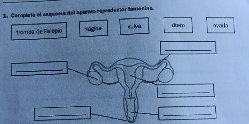 Resuelto:Completa el esquema del aparato reproductor femenino. trompa ...