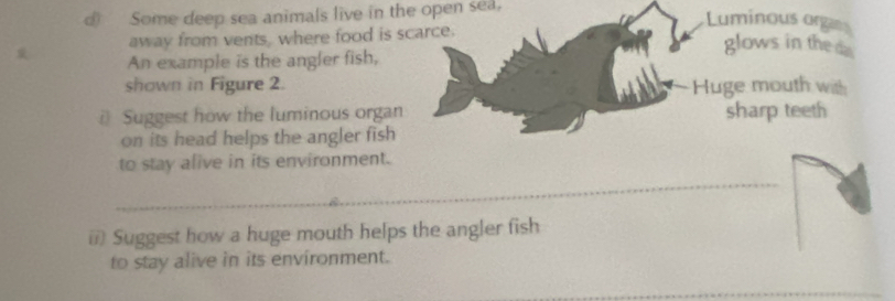 Some deep sea animals live in the open sea, 
Luminous org 
away from vents, where food is scarce. 
glows in the d 
An example is the angler fish, 
shown in Figure 2. Huge mouth with 
i) Suggest how the luminous organ sharp teeth 
on its head helps the angler fish 
_ 
to stay alive in its environment. 
i) Suggest how a huge mouth helps the angler fish 
to stay alive in its environment.