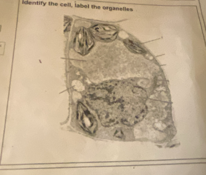 identify the cell, label the organelles