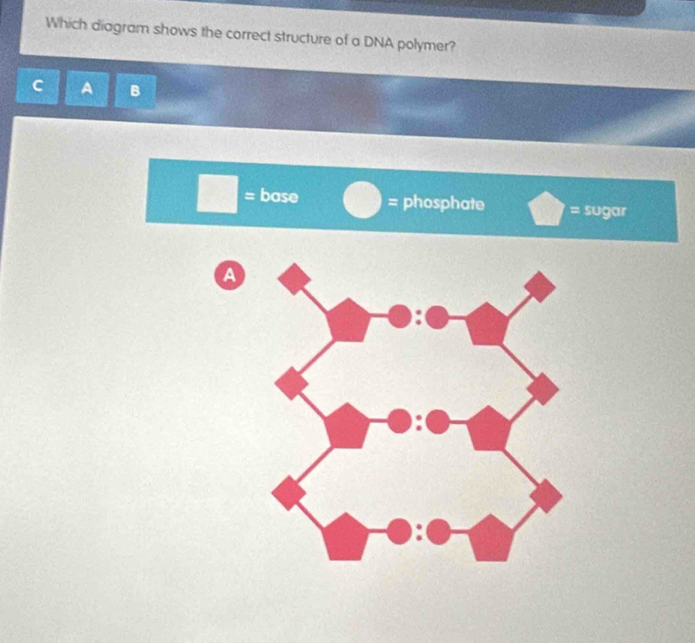 Which diagram shows the correct structure of a DNA polymer?
C A B
□ = base = phosphate 7 =sugar