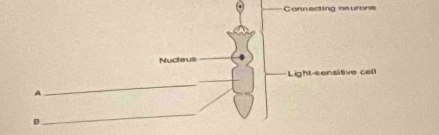 Connecting neurane 
Nucieus 
Light-sensitive cell 
A 
_ 
D 
_