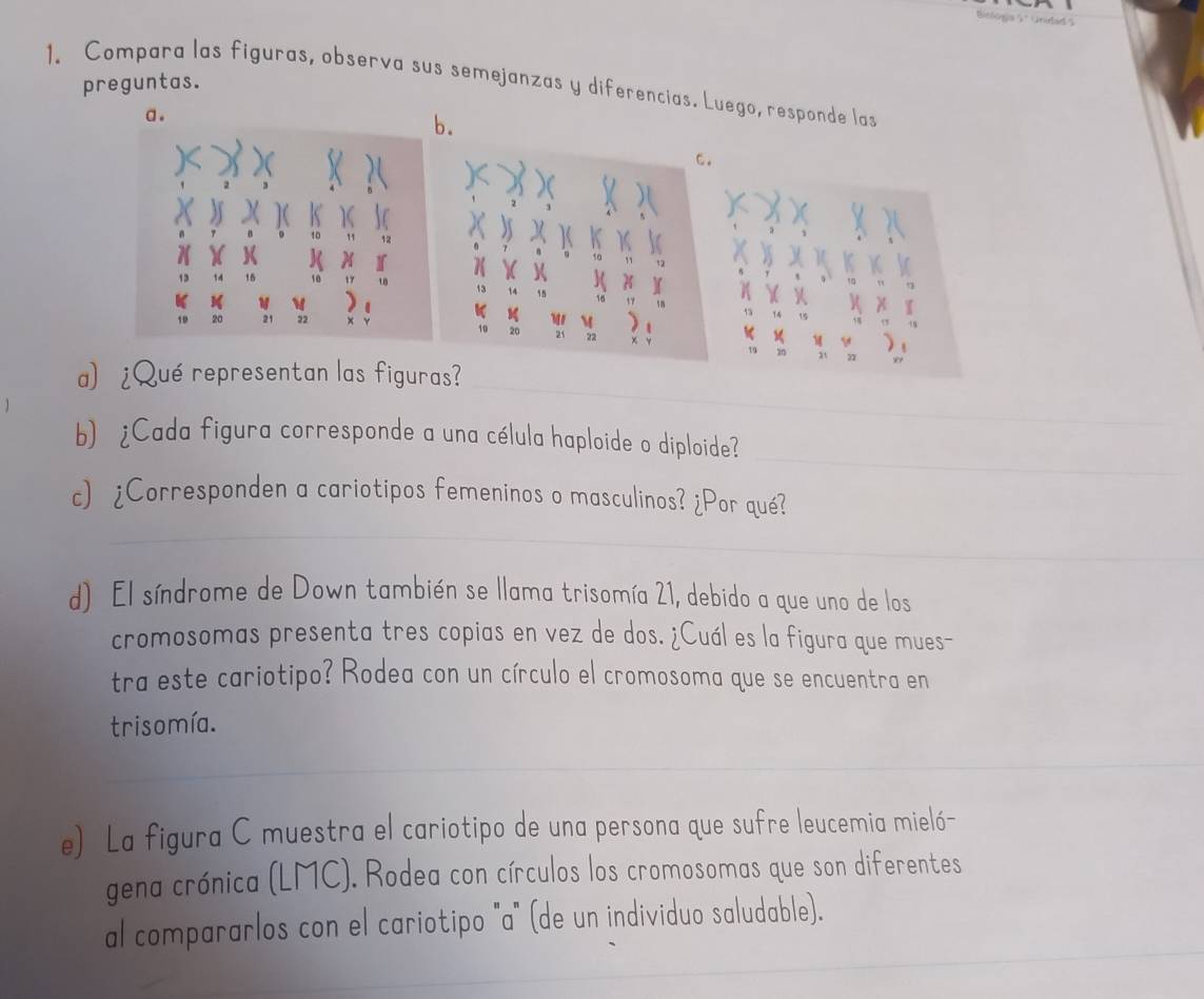 Compara las figuras, observa sus semejanzas y diferencias. Luego, responde las 
preguntas. 
a. 
b. 
M 
11 2 b 
a) ¿Que representan las figuras?_ 
_ 
b)¿Cada figura corresponde a una célula haploide o diploide? 
_ 
c) ¿Corresponden a cariotipos femeninos o masculinos? ¿Por qué? 
d). El síndrome de Down también se llama trisomía 21, debido a que uno de los 
cromosomas presenta tres copias en vez de dos. ¿Cuál es la figura que mues- 
tra este cariotipo? Rodea con un círculo el cromosoma que se encuentra en 
trisomía. 
_ 
_ 
_ 
e) La figura C muestra el cariotipo de una persona que sufre leucemia mieló- 
gena crónica (LMC). Rodea con círculos los cromosomas que son diferentes 
_ 
al compararlos con el cariotipo "a" (de un individuo saludable). 
_ 
_