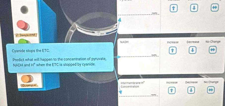 1
(^circ  
2· Deney guimese
NADH Increase Decrease No Change
Cyanide stops the ETC.
Predict what will happen to the concentration of pyruvate,
NADH and H^+ when the ETC is stopped by cyanide.
Intermembrane H^+ Increase Decrease No Change
Concentration