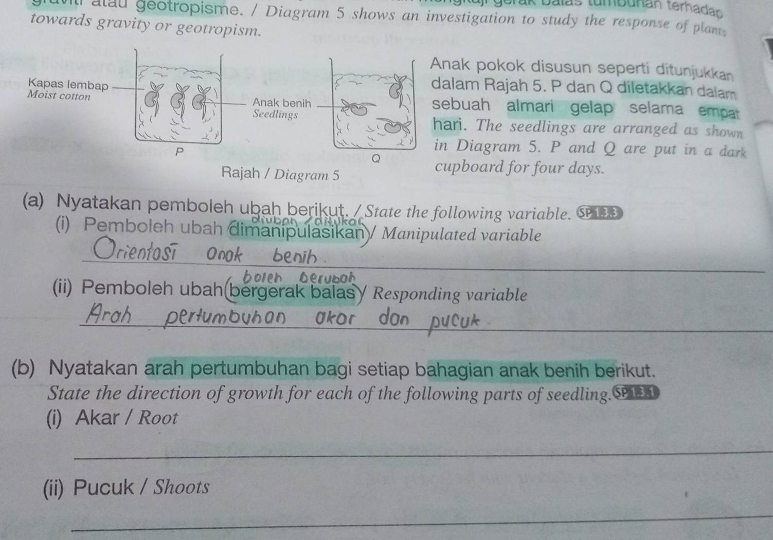 Dalás tumbuñán terhadan 
a alu geotropisme. / Diagram 5 shows an investigation to study the response of plant 
towards gravity or geotropism. 
ak pokok disusun seperti ditunjukkan 
am Rajah 5. P dan Q diletakkan dalam 
buah almari gelap selama empat 
i. The seedlings are arranged as shown 
Diagram 5. P and Q are put in a dark 
cupboard for four days. 
Rajah / Diagram 5 
(a) Nyatakan pemboleh ubah berikut. / State the following variable. SE 

(i) Pemboleh ubah dimanipulasikan/ Manipulated variable 
_ 
_ 
_ 
(ii) Pemboleh ubah bergerak balas Responding variable 
_ 
_ 
(b) Nyatakan arah pertumbuhan bagi setiap bahagian anak benih berikut. 
State the direction of growth for each of the following parts of seedling.S 
(i) Akar / Root 
_ 
(ii) Pucuk / Shoots 
_