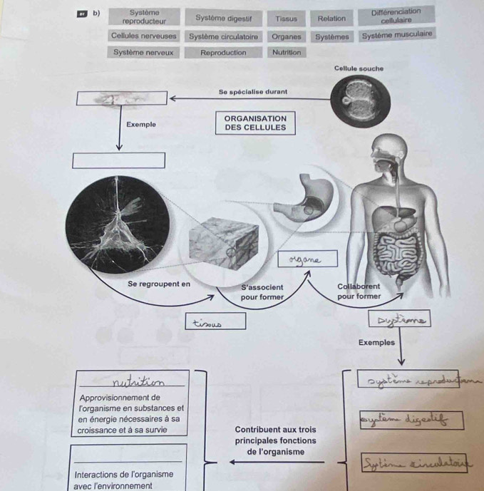 Différenciation 
b) Système Système digestif Tissus Relation cellulaire 
reproducteur 
Cellules nerveuses Système circulatoire Organes Systèmes Système musculaire 
Système nerveux Reproduction Nutrition 
_ 
Approvisionnement de 
l'organisme en substances et 
en énergie nécessaires à sa 
croissance et à sa survie Contribuent aux trois 
principales fonctions 
_ 
de l'organisme 
Interactions de l'organisme 
avec l'environnement