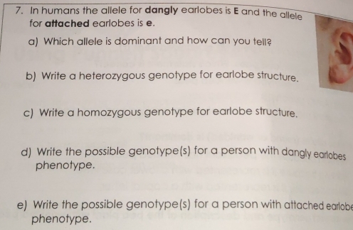 In humans the allele for dangly earlobes is E and the allele 
for attached earlobes is e. 
a) Which allele is dominant and how can you tell? 
b) Write a heterozygous genotype for earlobe structure. 
c) Write a homozygous genotype for earlobe structure. 
d) Write the possible genotype(s) for a person with dangly earlobes 
phenotype. 
e) Write the possible genotype(s) for a person with attached earlobe 
phenotype.