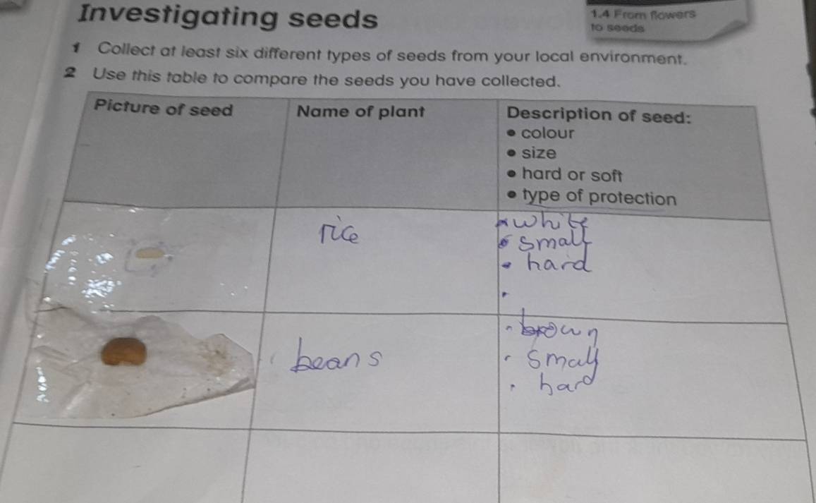 1.4 From flowers 
Investigating seeds to seeds 
€ Collect at least six different types of seeds from your local environment. 
2 Use this table to