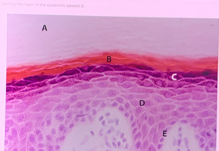 Identify the layer of the epidermis labeled D. 
A 
B 
C 
D 
E