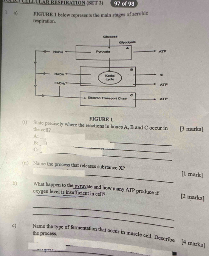 C: CÉLLULAR RESPIRATION (SET 2) 97 of 98 
1. a) FIGURE 1 below represents the main stages of aerobic 
respiration. 
FIGURE 1 
(i) State precisely where the reactions in boxes A, B and C occur in [3 marks] 
the cell? 
A: 
_ 
_ 
_ 
B:_ 
_ 
C: 
_ 
(ii) Name the process that releases substance X? [1 mark] 
b) What happen to the pyruvate and how many ATP produce if [2 marks] 
oxygen level is insufficient in cell? 
_ 
_ 
the process. 
c) Name the type of fermentation that occur in muscle cell. Describe [4 marks] 
_