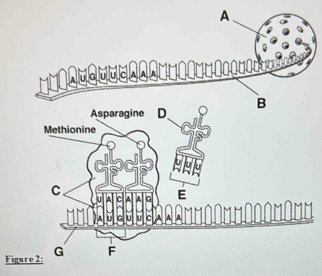 Figure 2: