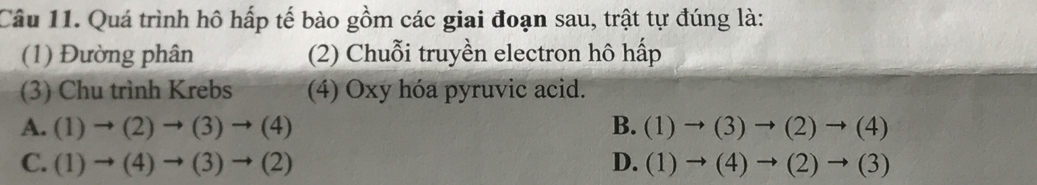 Quá trình hô hấp tế bào gồm các giai đoạn sau, trật tự đúng là:
(1) Đường phân (2) Chuỗi truyền electron hô hấp
(3) Chu trình Krebs (4) Oxy hóa pyruvic acid.
A. (1)to (2)to (3)to (4) B. (1)to (3)to (2)to (4)
C. (1)to (4)to (3)to (2) D. (1)to (4)to (2)to (3)