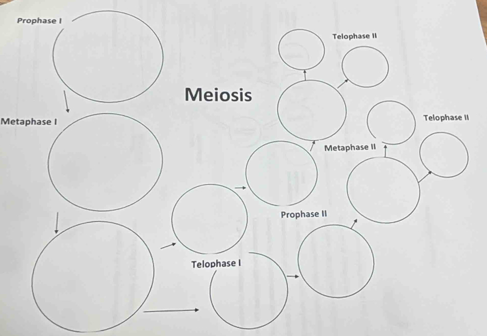 Metaphase I