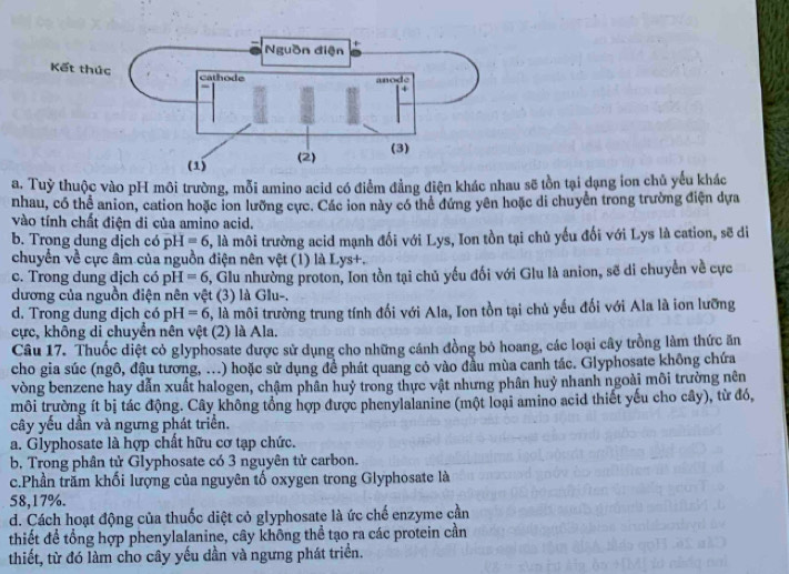 a. Tuỷ thuộc vào pH môi trường, mỗi amino acid có điểm đẳng điện khác nhau sẽ tồn tại dạng ion chủ yếu khác
nhau, có thể anion, cation hoặc ion lưỡng cực. Các ion này có thể đứng yên hoặc di chuyển trong trường điện dựa
vào tính chất điện di của amino acid.
b. Trong dung dịch có pH =6 , là môi trường acid mạnh đối với Lys, Ion tồn tại chủ yếu đối với Lys là cation, sẽ di
chuyển về cực âm của nguồn điện nên vệt (1) là Lys+.
c. Trong dung dịch có pH=6 5, Glu nhường proton, Ion tồn tại chủ yếu đối với Glu là anion, sẽ di chuyển về cực
dương của nguồn điện nên vệt (3) là Glu-.
d. Trong dung dịch có pH=6 , là môi trường trung tính đối với Ala, Ion tồn tại chủ yếu đối với Ala là ion lưỡng
cực, không di chuyển nên vệt (2) là Ala.
Câu 17. Thuốc diệt cỏ glyphosate được sử dụng cho những cánh đồng bỏ hoang, các loại cây trồng làm thức ăn
cho gia súc (ngô, đậu tương, ...) hoặc sử dụng để phát quang có vào đầu mùa canh tác. Glyphosate không chứa
vòng benzene hay dẫn xuất halogen, chậm phân huỷ trong thực vật nhưng phân huỷ nhanh ngoài môi trường nên
môi trường ít bị tác động. Cây không tổng hợp được phenylalanine (một loại amino acid thiết yếu cho cây), từ đó,
cây yếu dần và ngưng phát triển.
a. Glyphosate là hợp chất hữu cơ tạp chức.
b., Trong phân tử Glyphosate có 3 nguyên tử carbon.
c.Phần trăm khối lượng của nguyên tố oxygen trong Glyphosate là
58,17%.
d. Cách hoạt động của thuốc diệt cỏ glyphosate là ức chế enzyme cần
thiết để tổng hợp phenylalanine, cây không thể tạo ra các protein cần
thiết, từ đó làm cho cây yếu dần và ngưng phát triển.